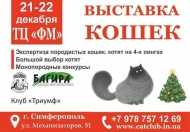 Выставка кошек в декабре