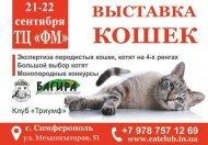 Выставка кошек в Симферополе в ТЦ FM в сенятябре