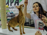 Фотоотчет с выставки кошек в г. Симферополе в сентябре
