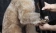 Машинка Moser MAX50 100-240V Animal Clipper фото Машинка Moser MAX50 100-240V Animal Clipper фото, цены, купить