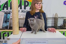 Выставка кошек в ТЦ FM г. Симферополь в июне