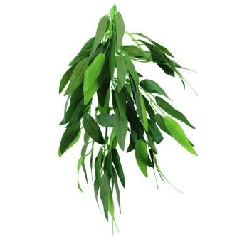 Растение "Рускус" 500мм фото, цены, купить