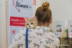 Фотоотчет с выставки кошек в г. Симферополе в марте 2020
