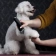 Машинка Moser Animal Clipper ARCO ProBlack (с аккумулятором)  фото, цены, купить