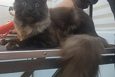Ласкава приглашает