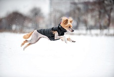 Collar AIRY VEST самые легкие куртки для собак!