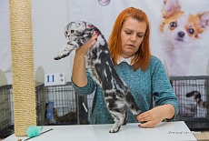 Фотоотчет с выставки кошек в г. Симферополе в марте 2020