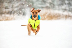 Collar AIRY VEST самые легкие куртки для собак!