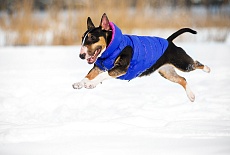 Collar AIRY VEST самые легкие куртки для собак!