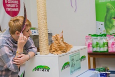 Фотоотчет с выставки кошек в г. Симферополе в марте 2020