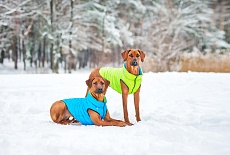 Collar AIRY VEST  LUMI  самые легкие куртки для собак, которые светятся в темноте.