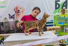 Фотоотчет с выставки кошек в г. Симферополе в декабре