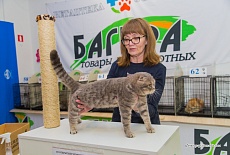 Выставка кошек в ТЦ FM г. Симферополь в июне