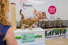 Фотоотчет с выставки кошек в г. Симферополе в марте 2020