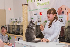 Фотоотчет с выставки кошек в г. Симферополе в декабре