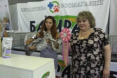 Фотоотчет с выставки кошек в г. Севастополе 
