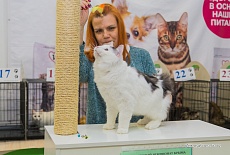 Фотоотчет с выставки кошек в г. Симферополе в марте 2020