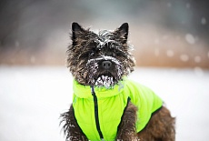 Collar AIRY VEST самые легкие куртки для собак!