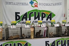 Выставка кошек в Севастополе