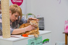 Фотоотчет с выставки кошек в г. Симферополе в марте 2020