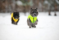 Collar AIRY VEST самые легкие куртки для собак!