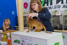 Выставка кошек в ТЦ FM г. Симферополь в июне