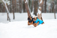 Collar AIRY VEST самые легкие куртки для собак!
