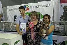 Фотоотчет с выставки кошек в г. Севастополе 