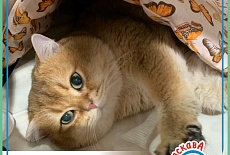Фотоотчет с выставки кошек в г. Симферополе в декабре