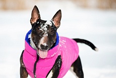 Collar AIRY VEST самые легкие куртки для собак!