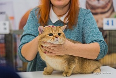 Фотоотчет с выставки кошек в г. Симферополе в марте 2020