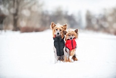 Collar AIRY VEST самые легкие куртки для собак!